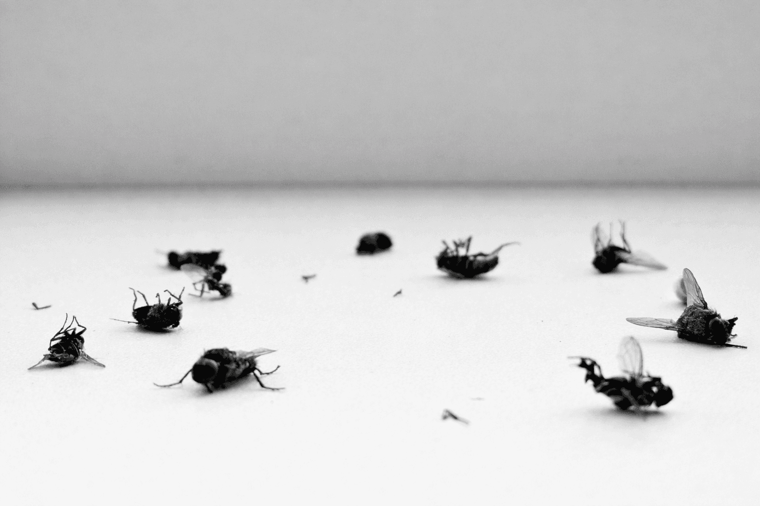 Invasion soudaine de mouches dans la maison : d'où ça vient et comment couper la source