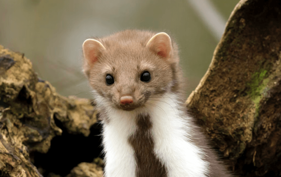 Fouines dans les combles : une espèce protégée qu'on ne peut pas tuer